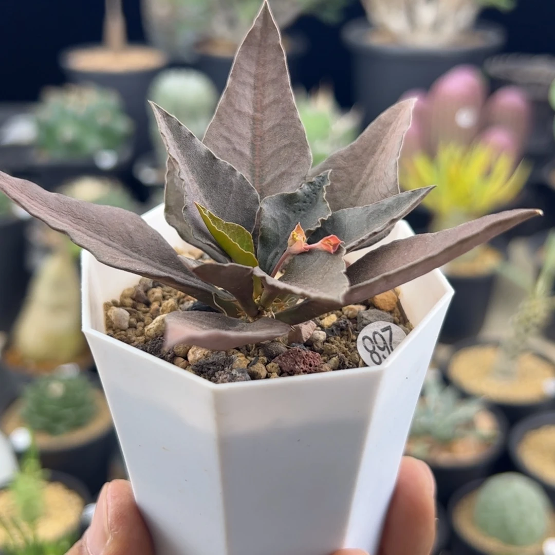 彩叶麒麟大戟一物一拍