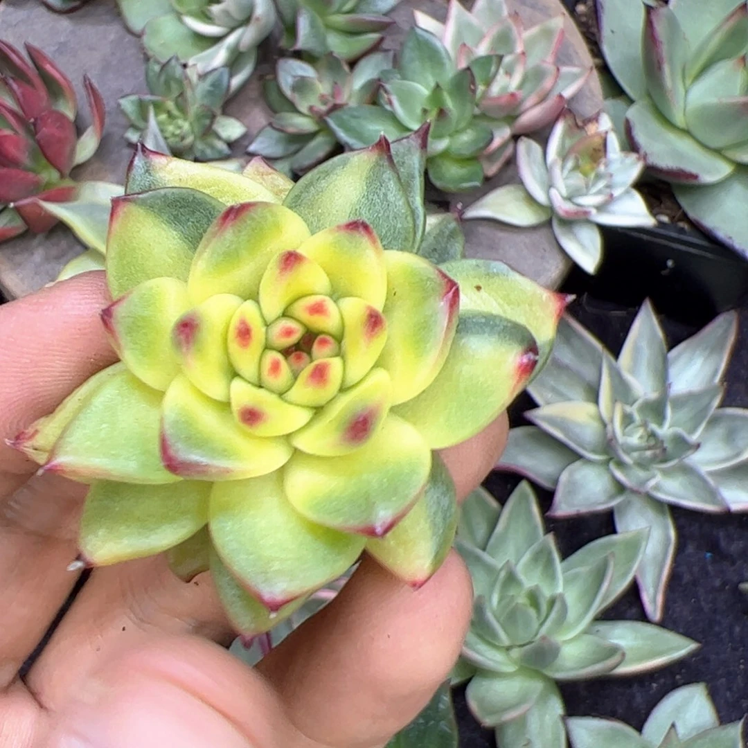 代***～多肉植物，多肉植物
