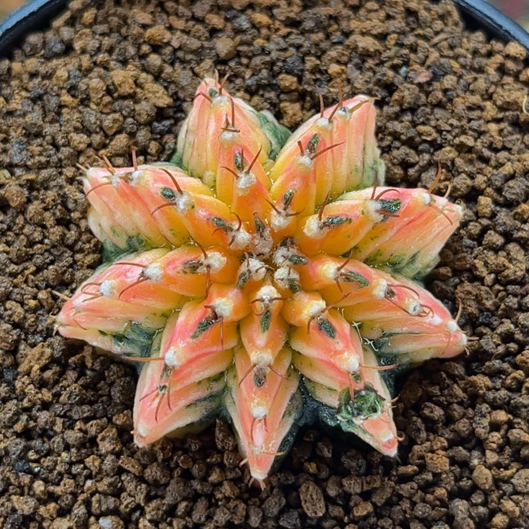 黄金琉璃瓦 米哈仙人球