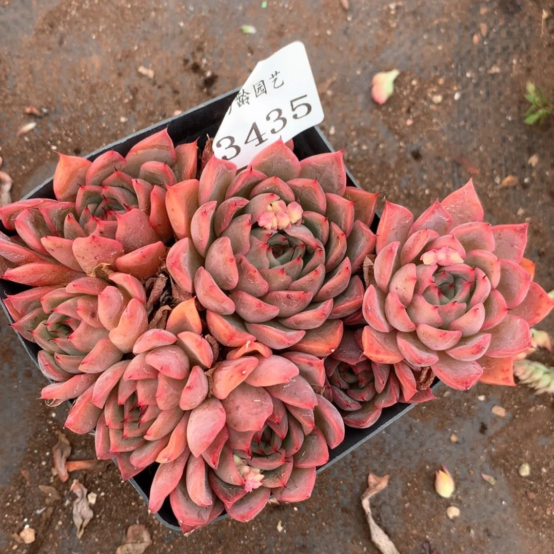 3435杂交多肉植物