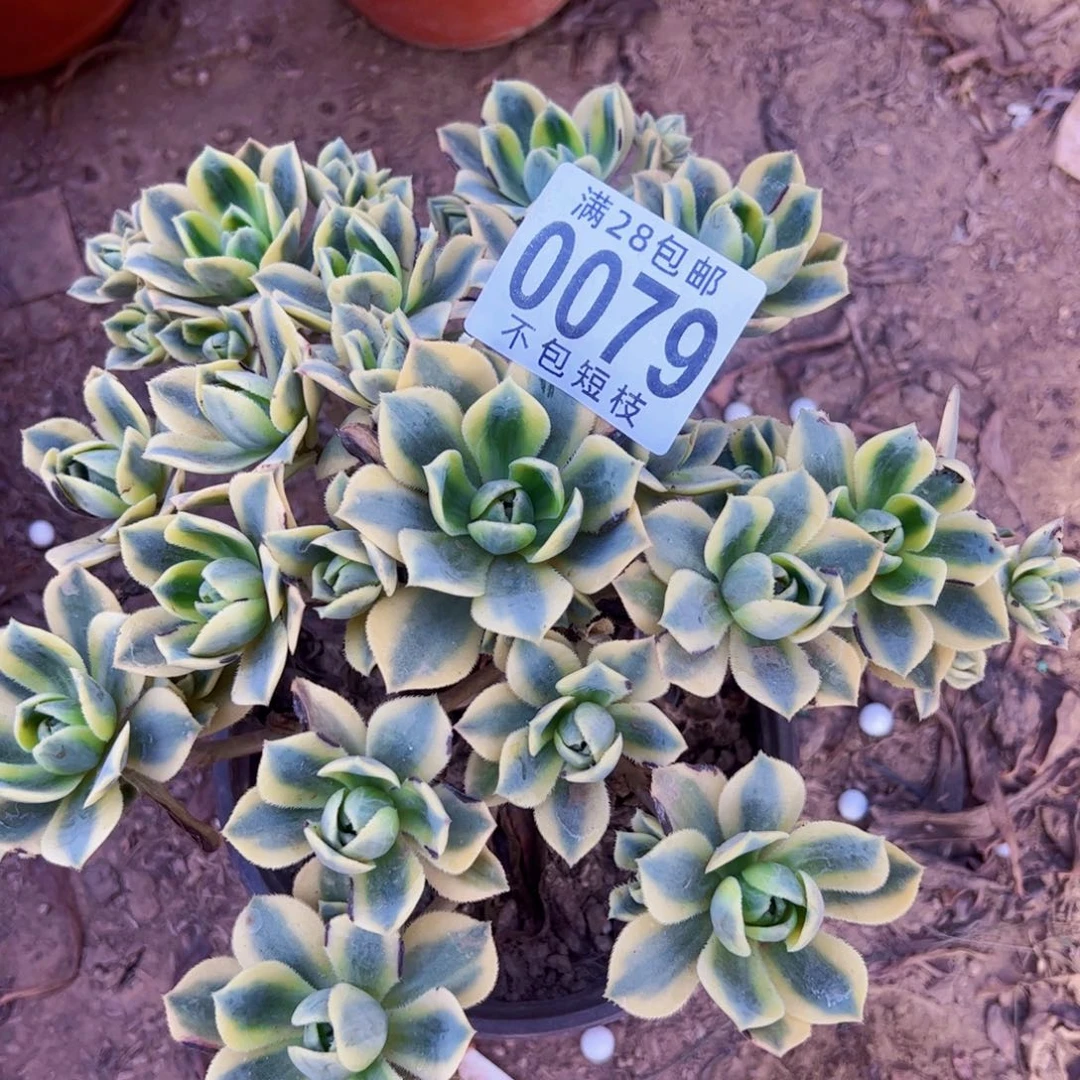 0079星半多肉植物法师