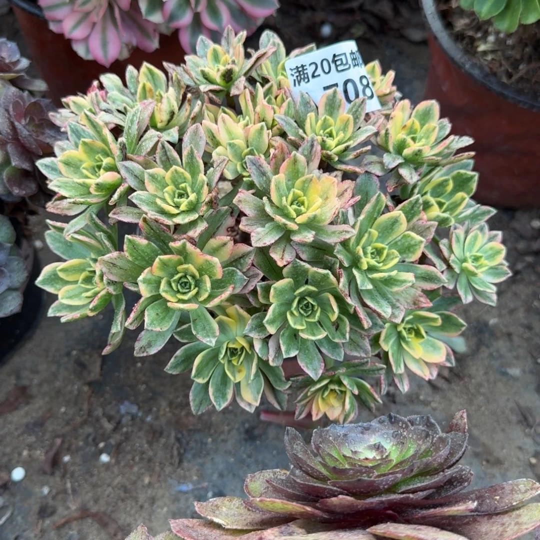 708甜茶老桩叶子黑斑正常的