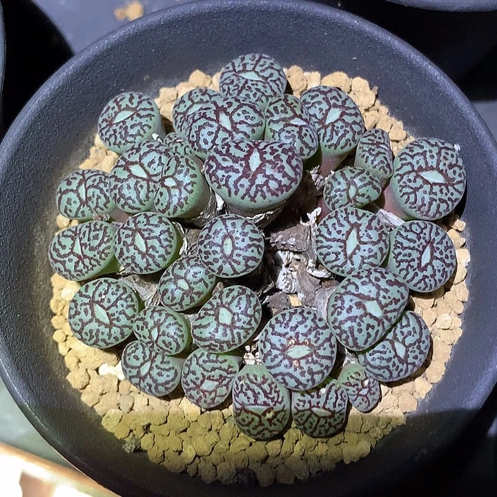 精品多肉植物精品多肉