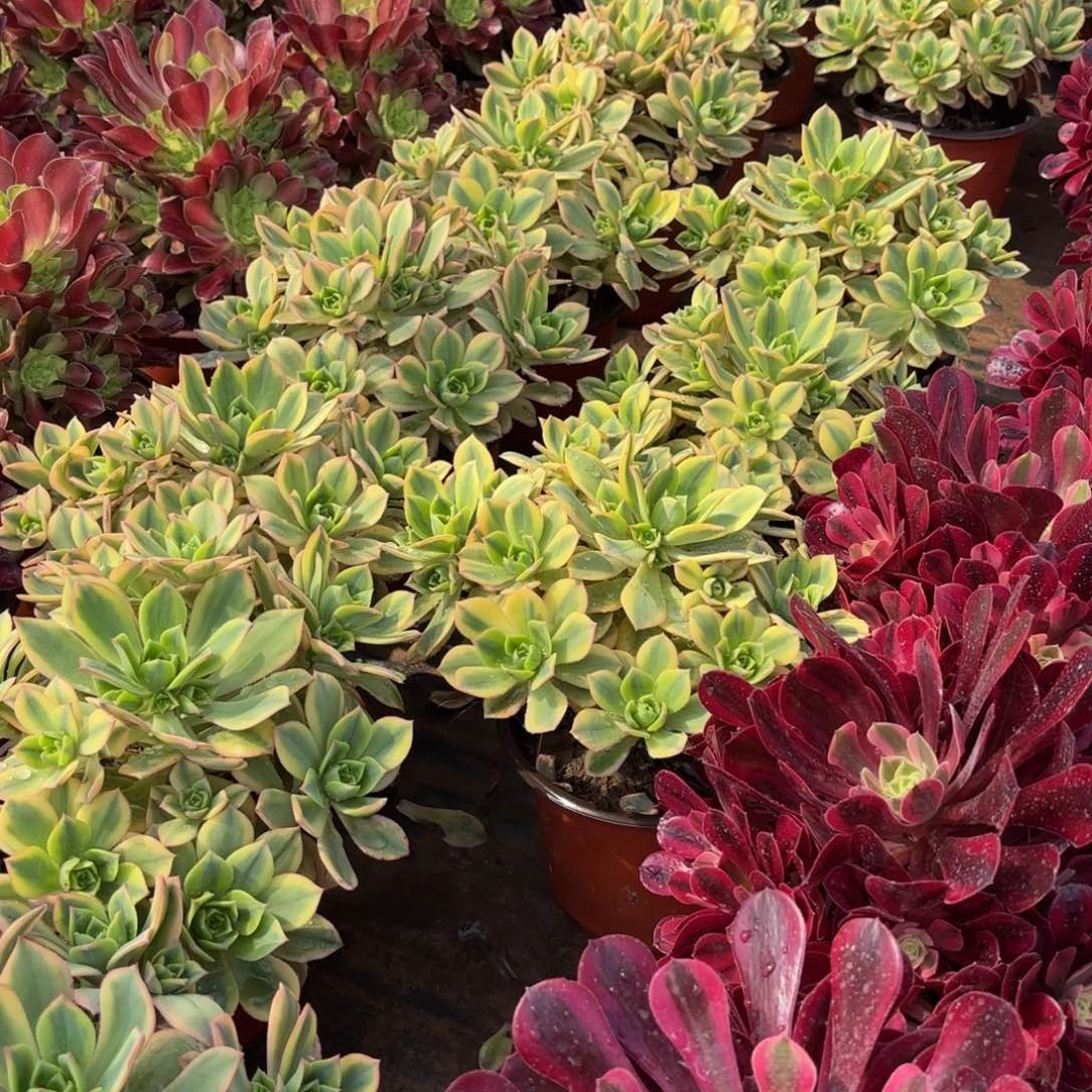 星爆木质老桩9.9法师