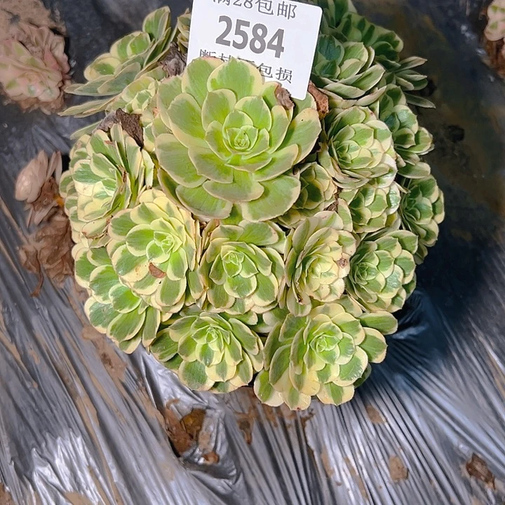 2584迈巴赫多肉植物