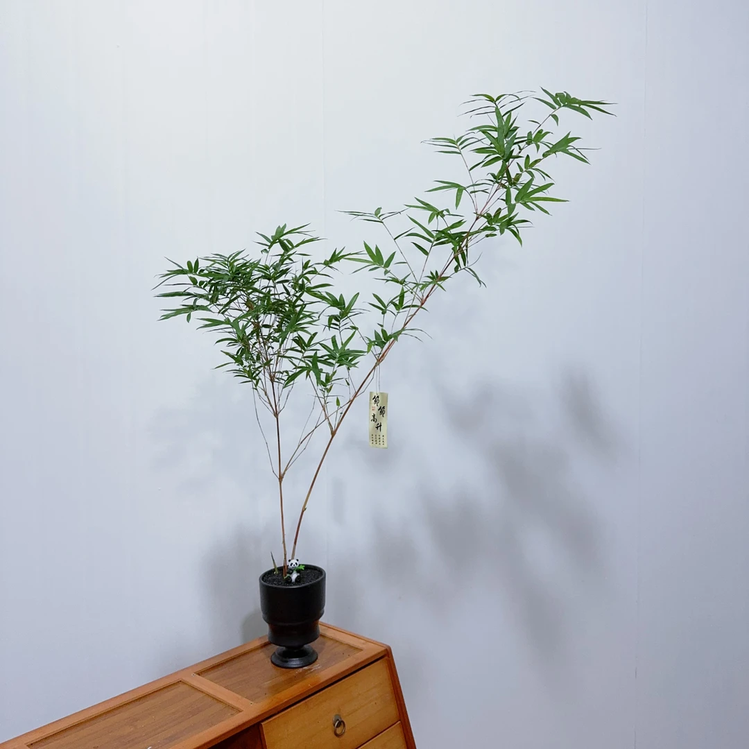 【飘枝红运竹】红观音竹室内盆景桌面绿植盆栽客厅观叶阳台庭院