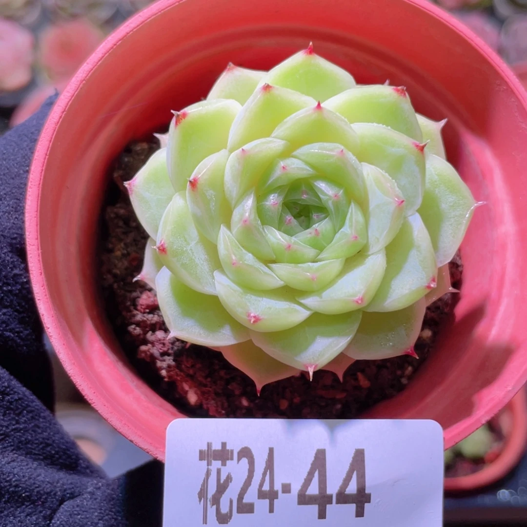 花利美24-44麦秆单头