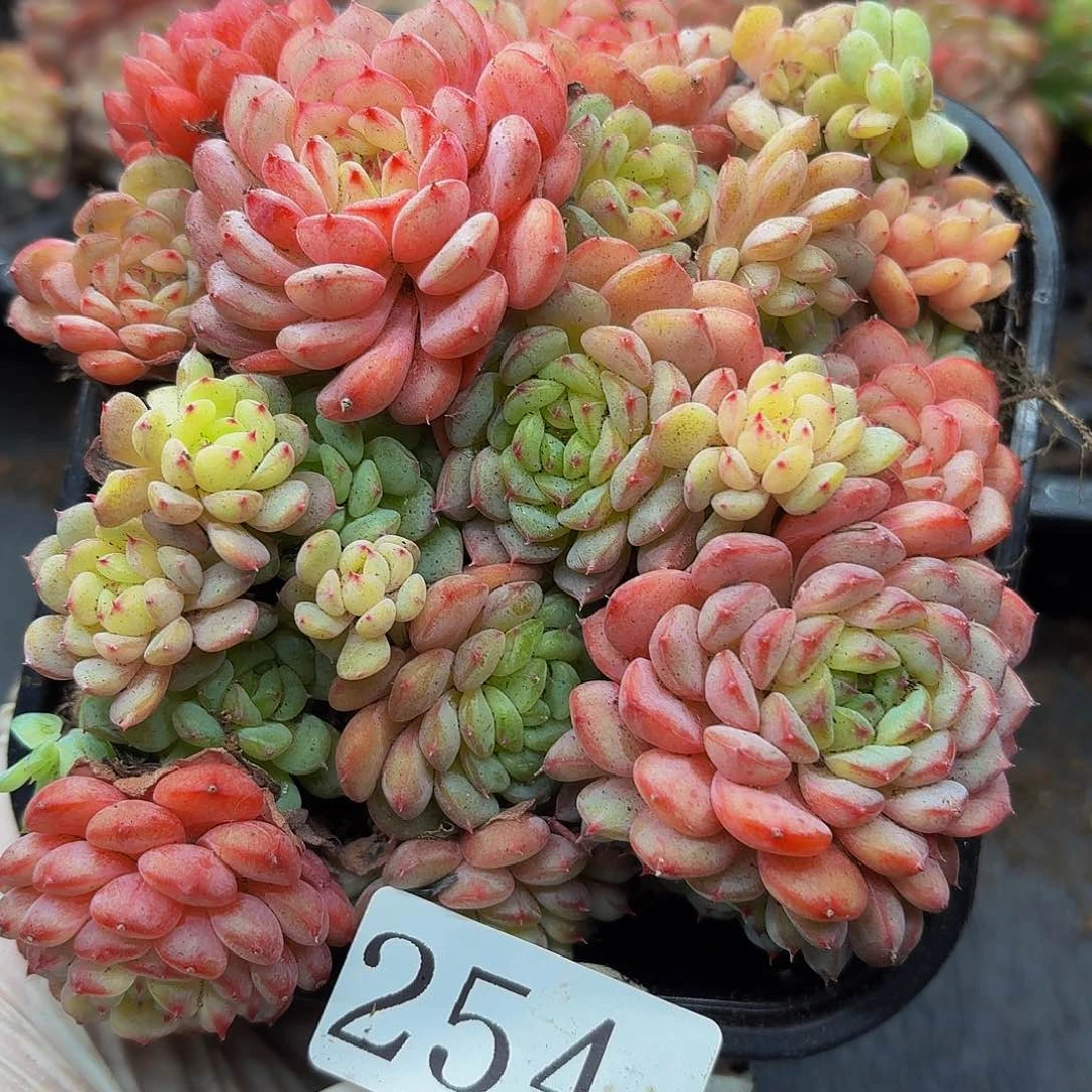 多肉植物多肉植物254