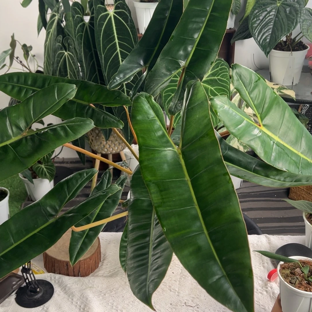 完全开放老桩橙柄