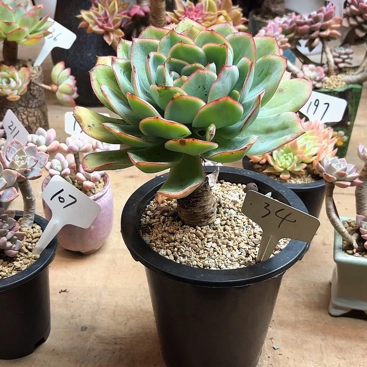多肉植物，晨露34号