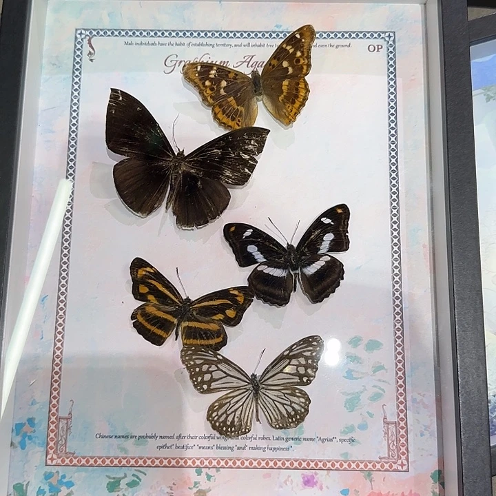 组合款蝴蝶标本瑕疵处理