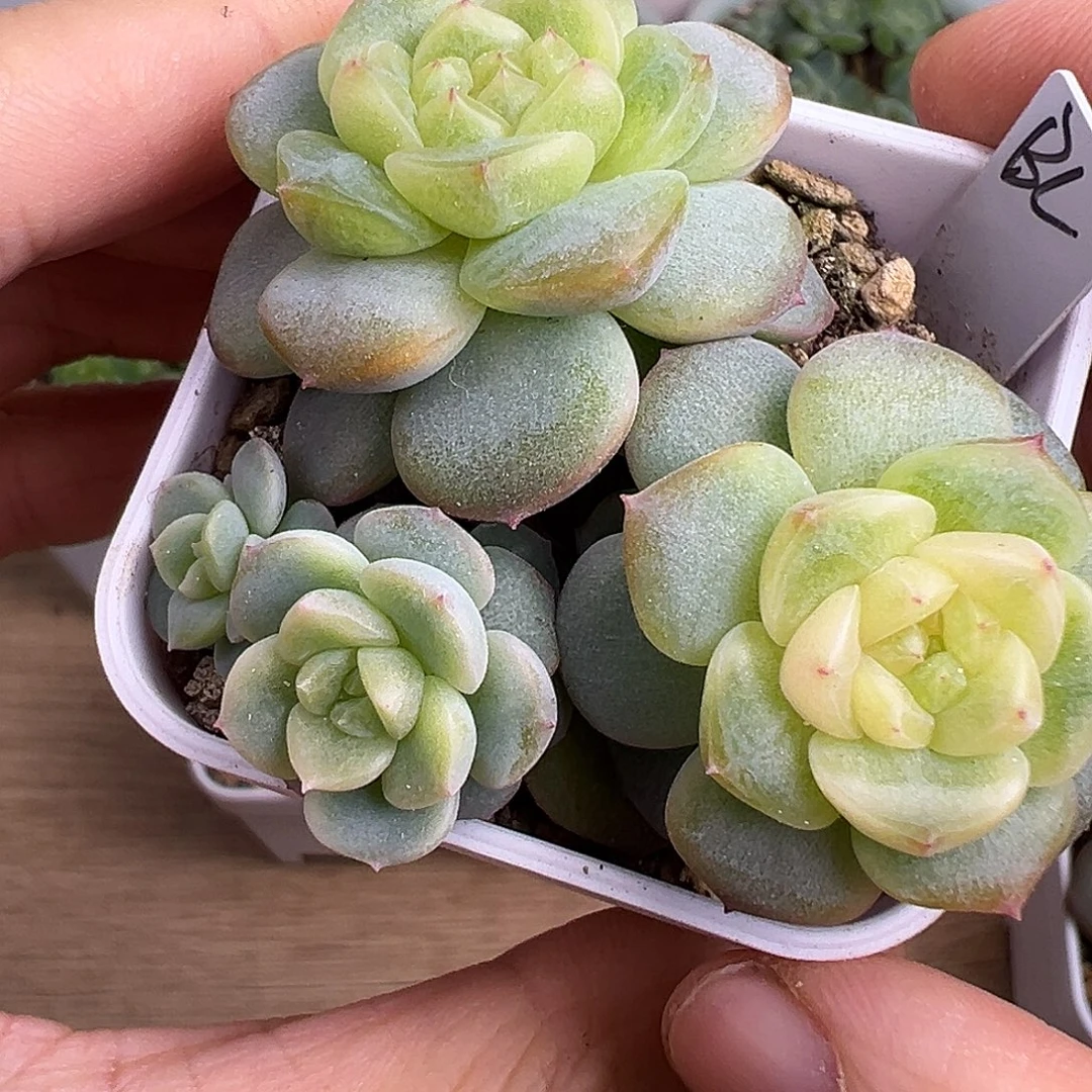 四头白鹿甜心。