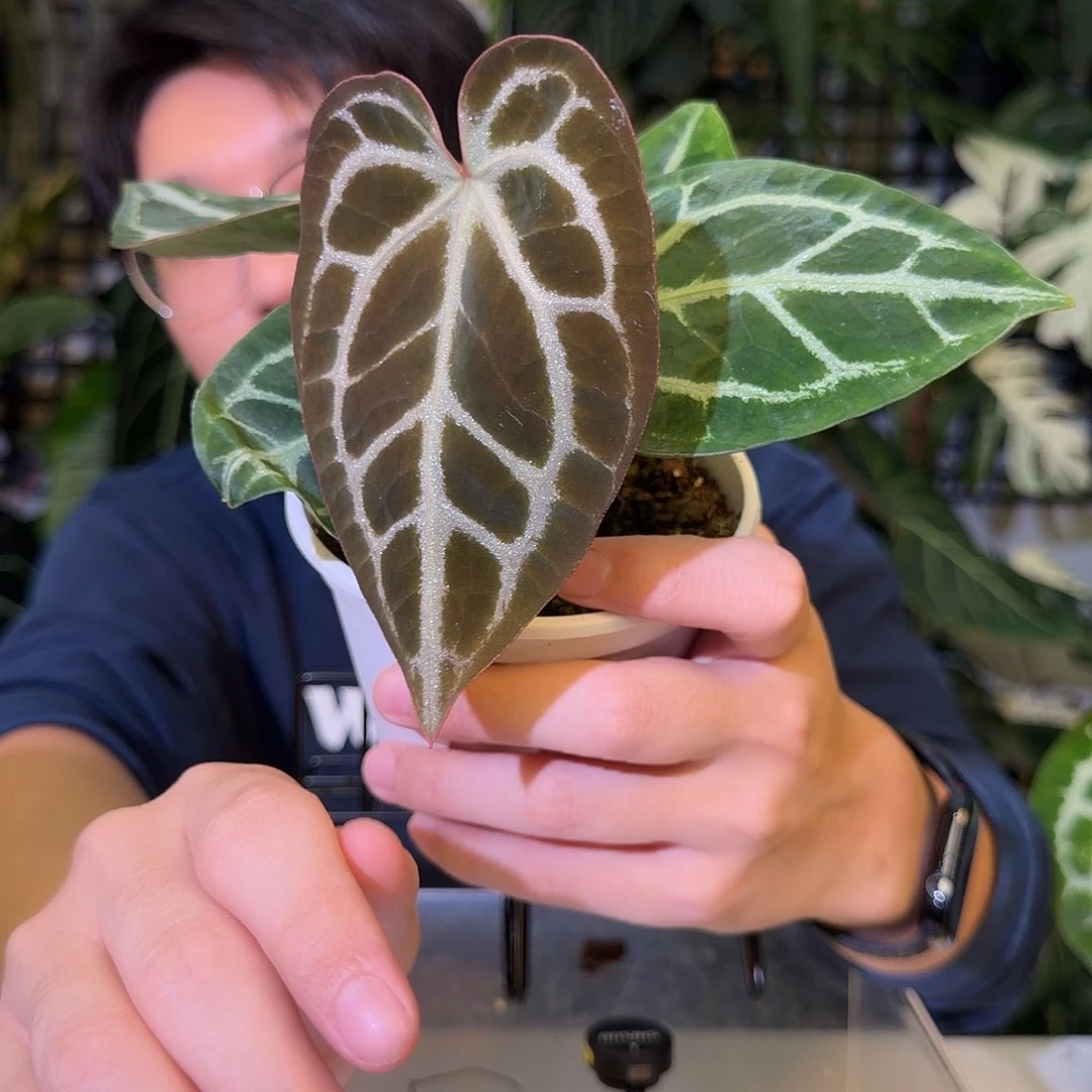 完全开放H17 巧克力杂撕裂纹