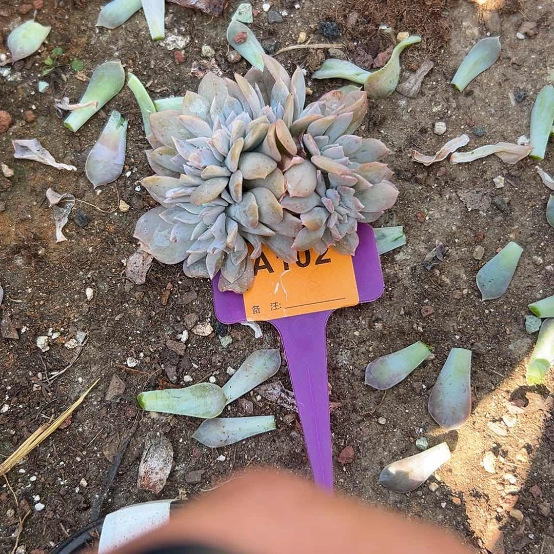安***多肉植物一物一拍