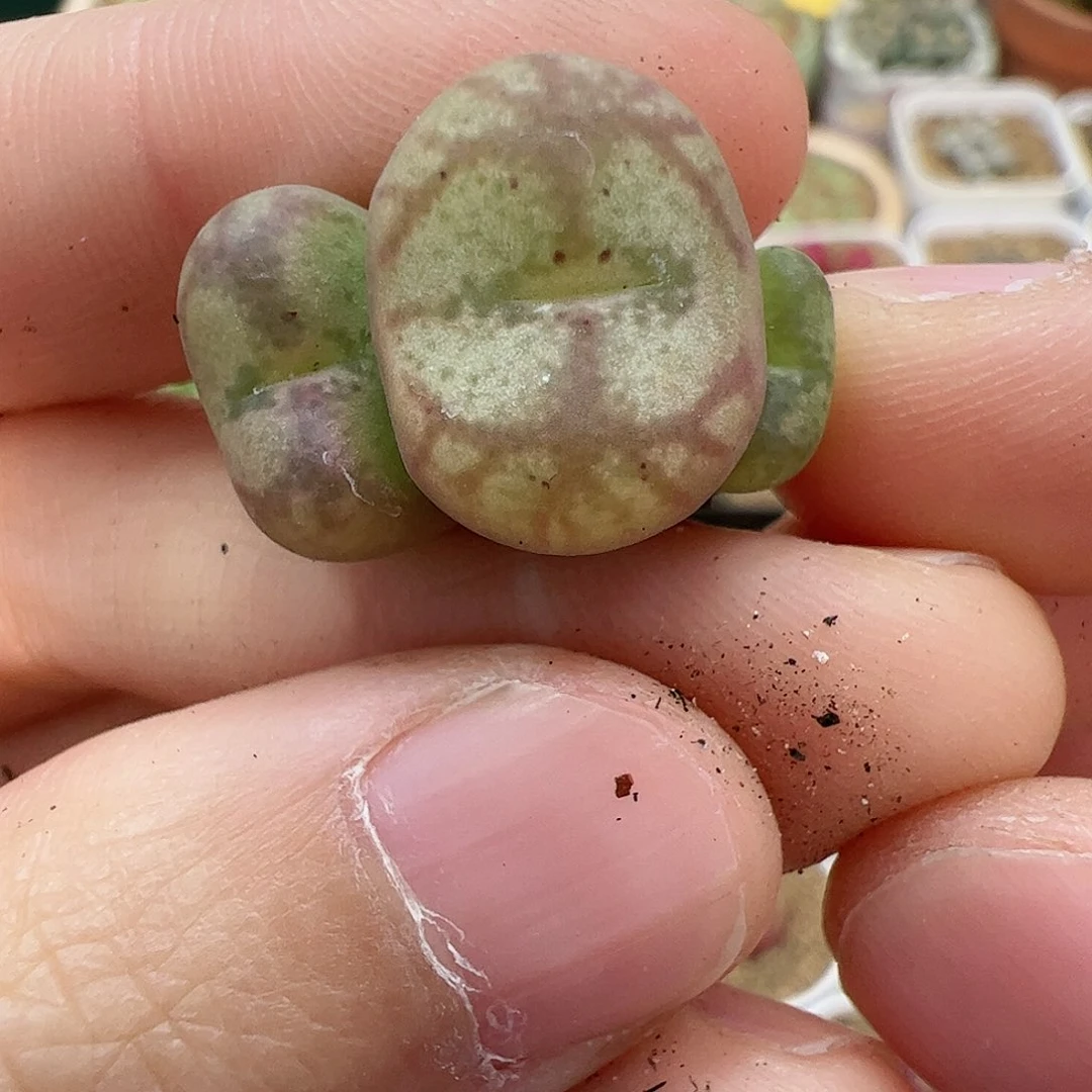 【闪购商品】195 变异