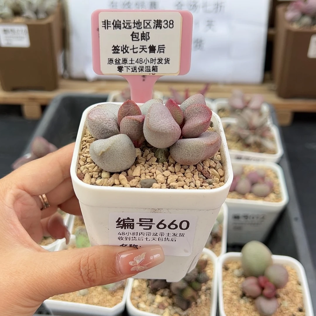 660甜心多肉植物