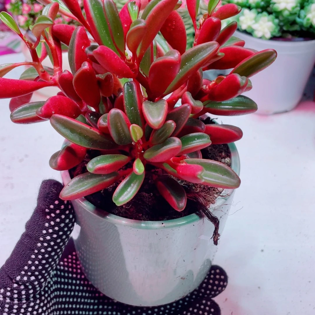 红贝椒草全店凑满9.9包邮