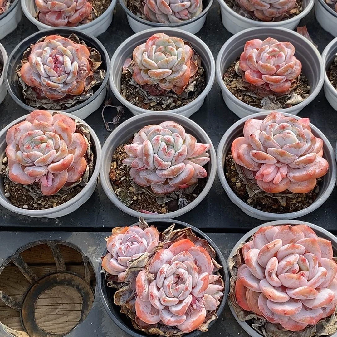 105石榴籽星影混发，多肉