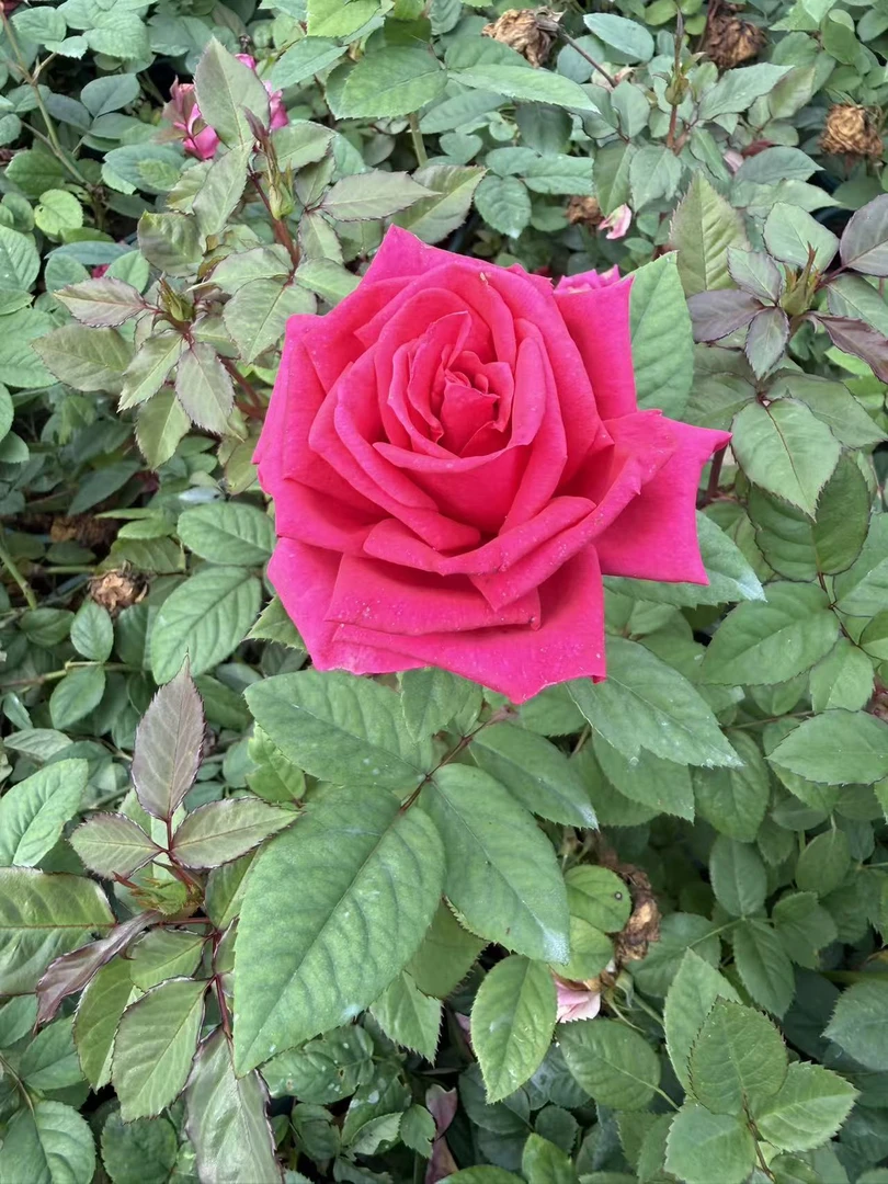 大富贵浓香型月季庭院阳台加仑原盆原土发货