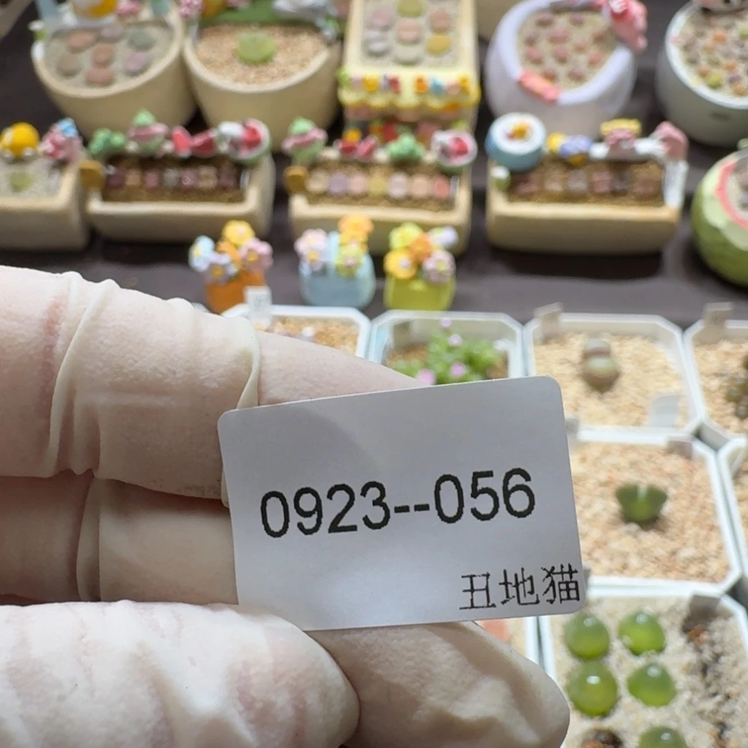 莹***0923-056卷卷卷卷卷