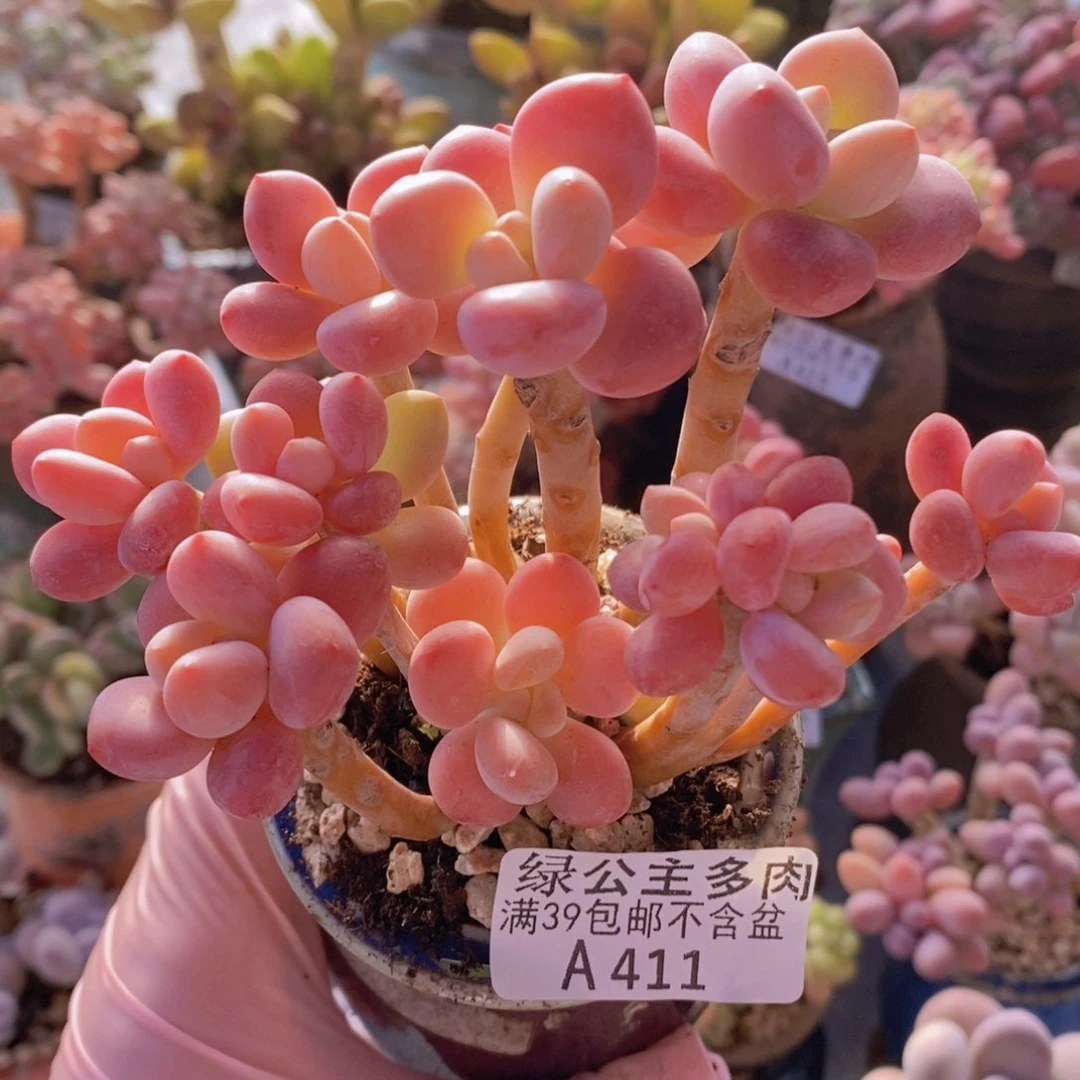 樱花洛神11cm411多肉植物