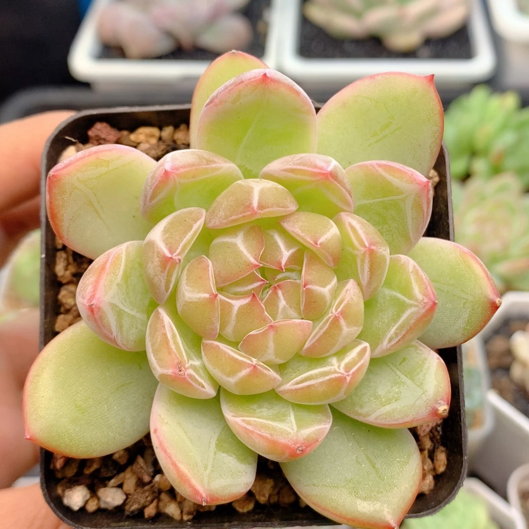 58包邮 群生不包整38