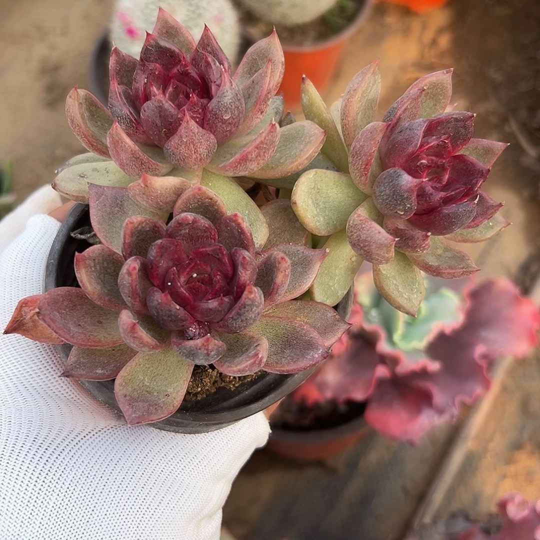 多肉植物黑水晶裙