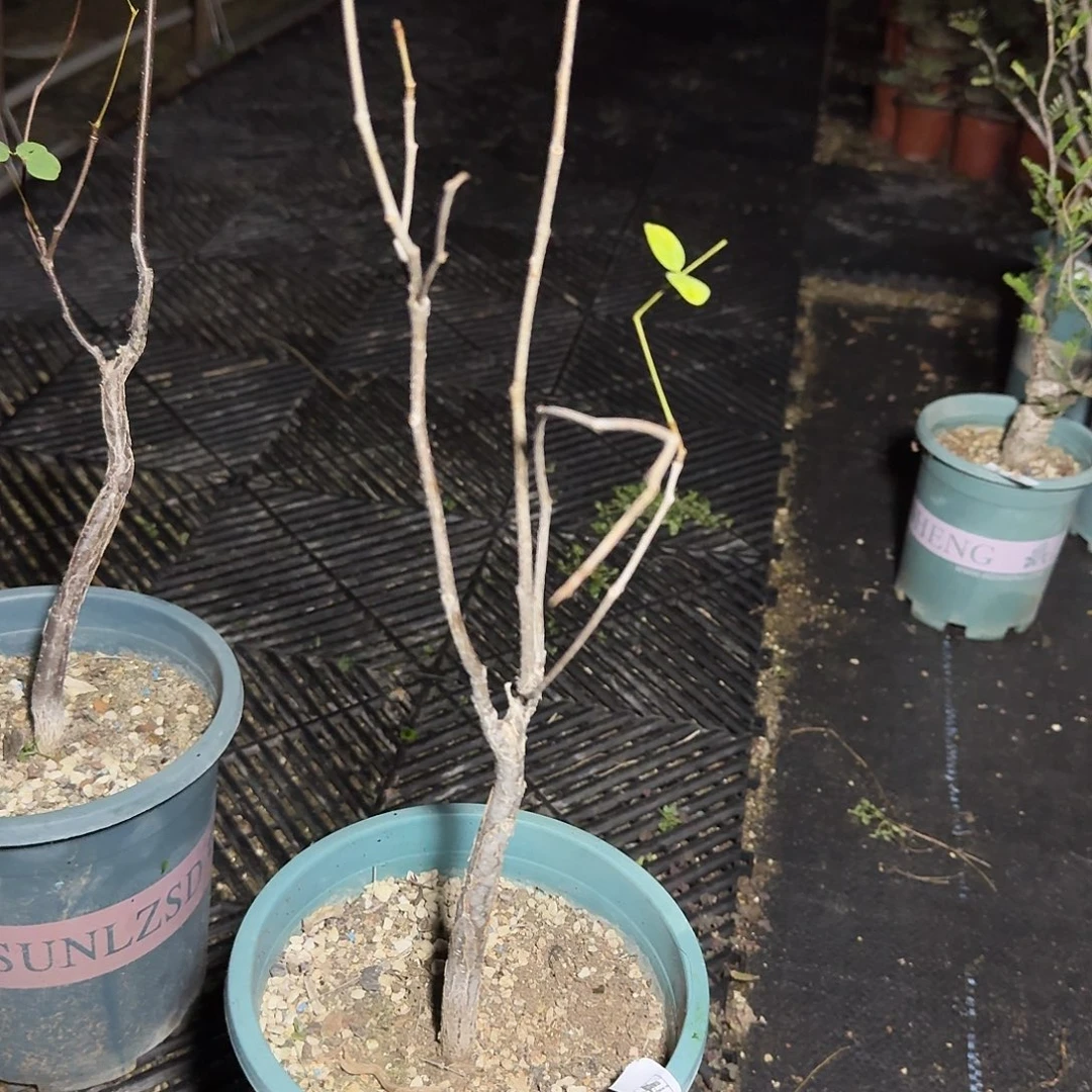 二***桑411普米拉凤凰木带盆发货