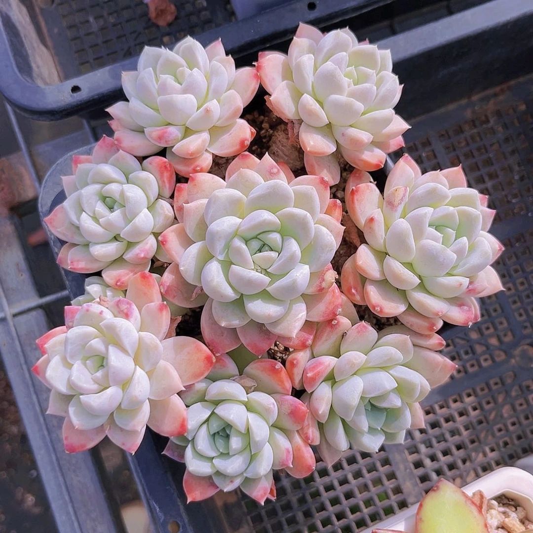 奶油月影14公分9998998