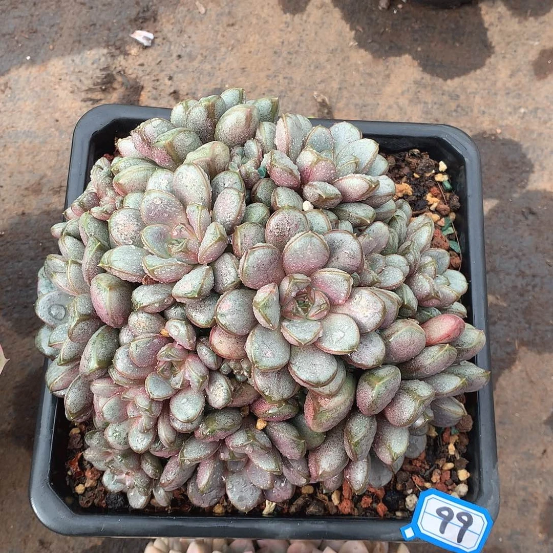 99葡萄一物一拍多肉