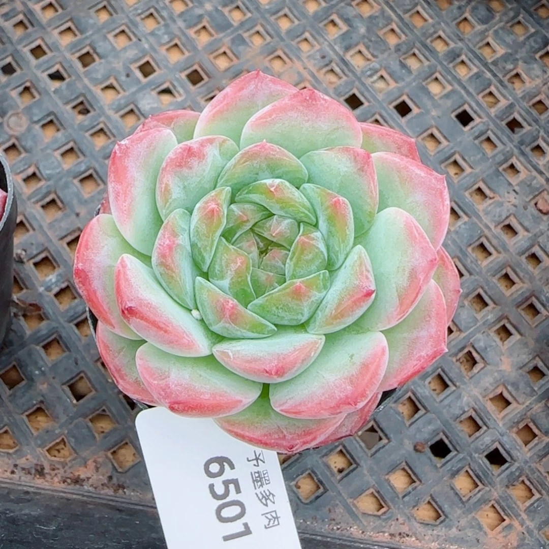 糖心，6501多肉植物