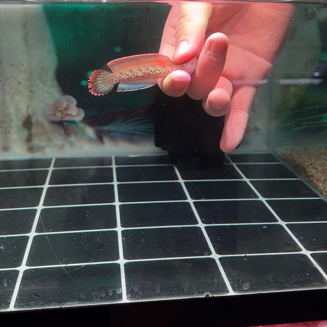 羊***乐海水鱼印尼小鬼专拍链接