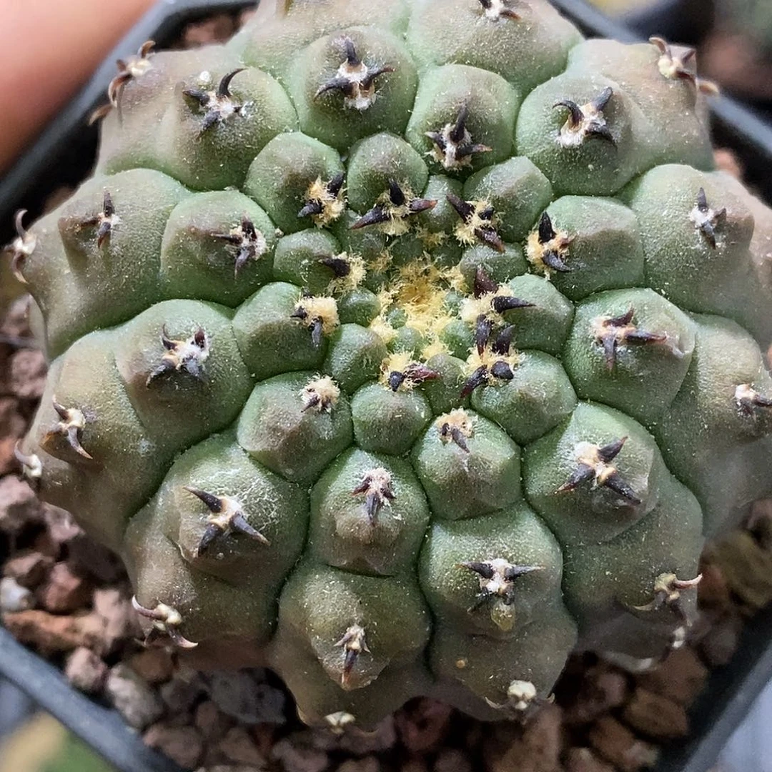 孤品实生特选株极致短豪黑刺怪龙丸福利5.3cm