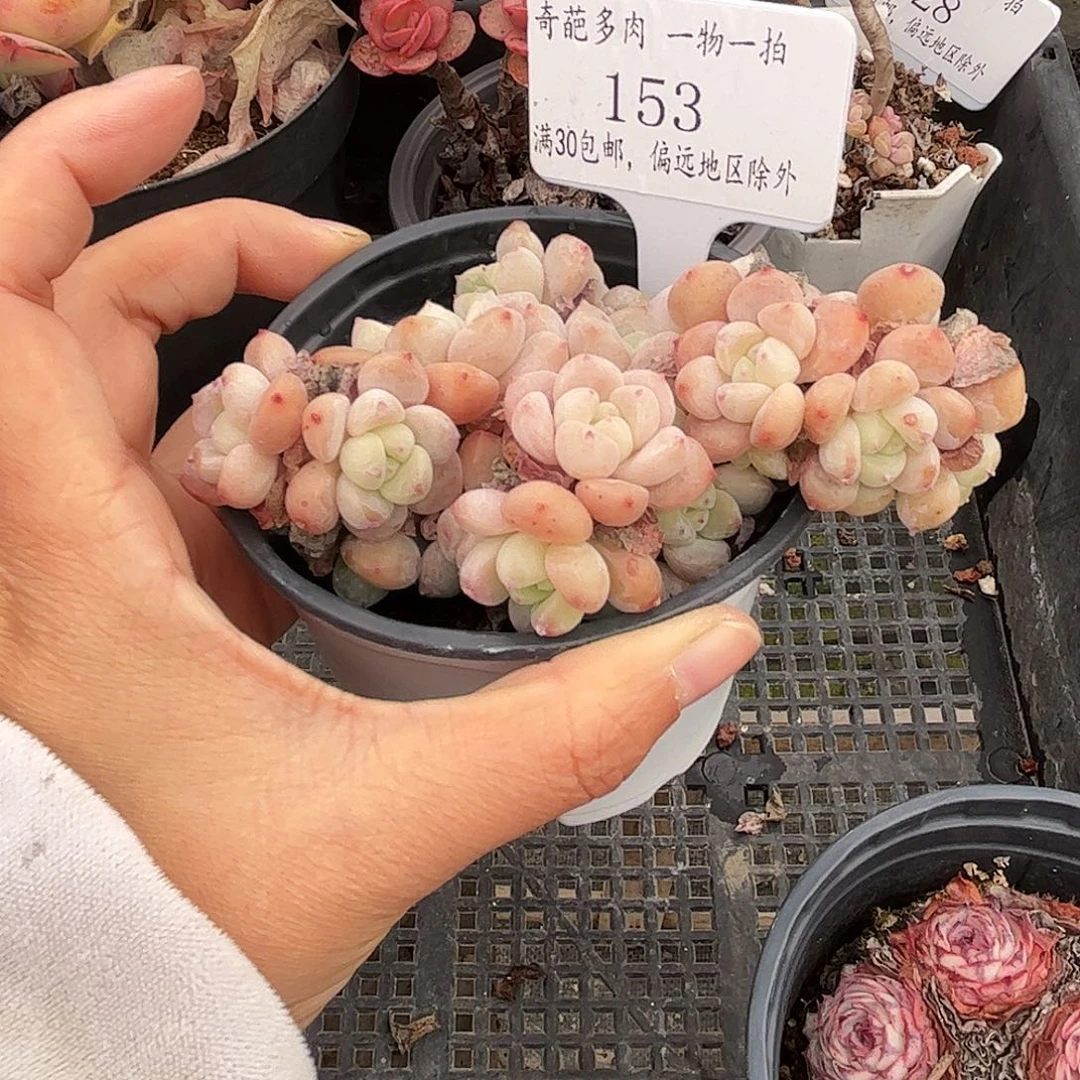 153 多肉脱土 群生不包整