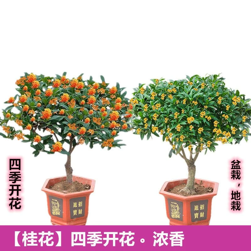 桂花树苗大树盆栽四季桂花卉阳台庭院室内开花金桂浓香老桩绿植物