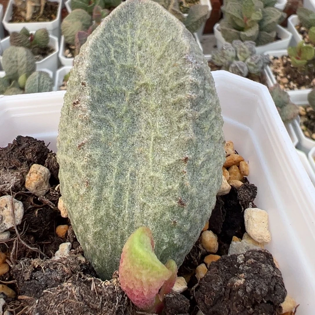 福利款超大叶子实生新品大苗多肉