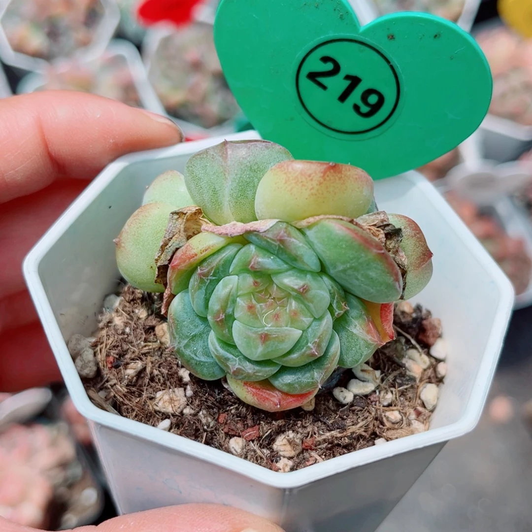 219号小老桩新品珍妮双头
