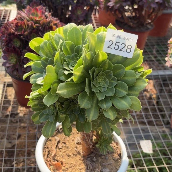 翡翠琉璃多肉砍头2528