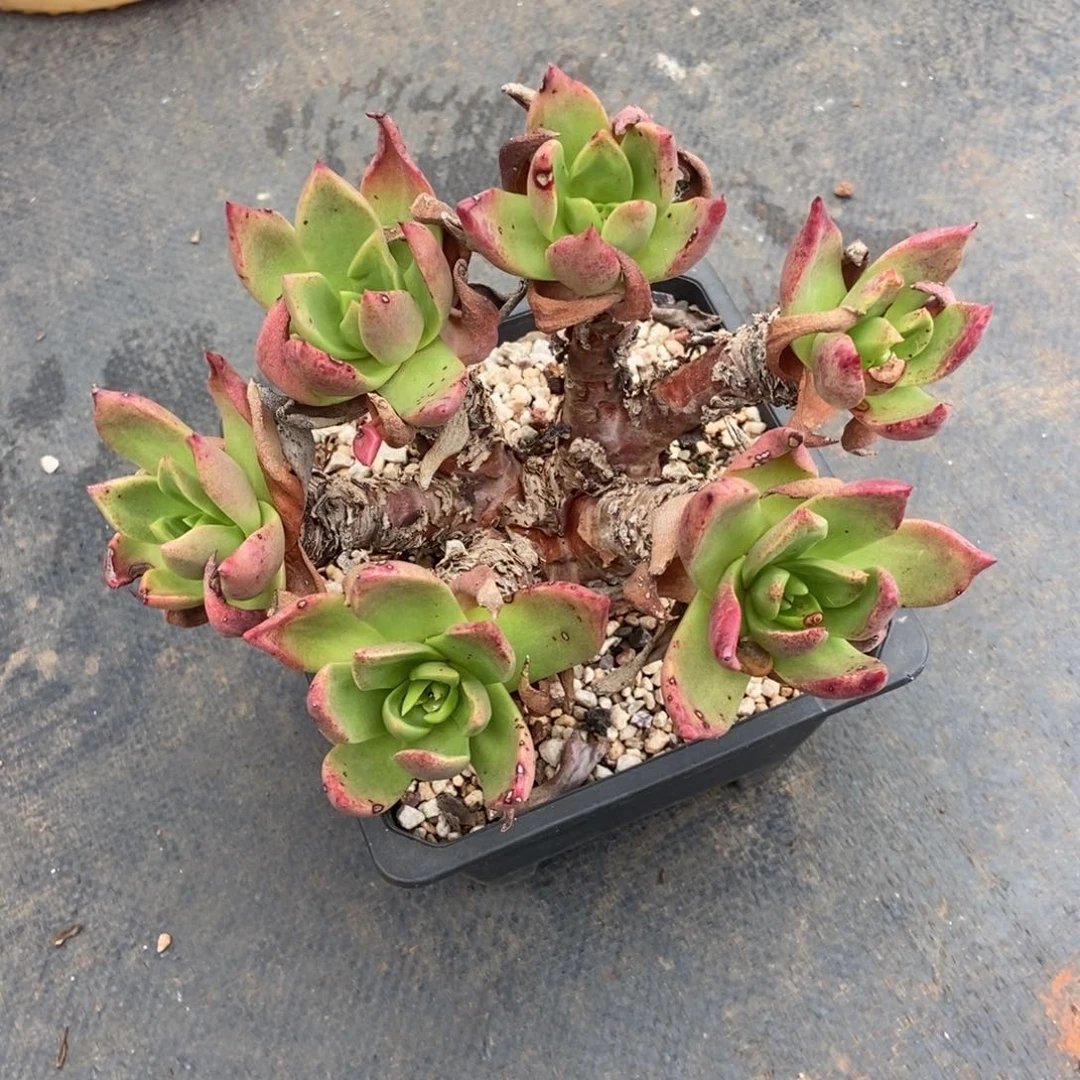 帕么瑞多肉植物了啦啦啦