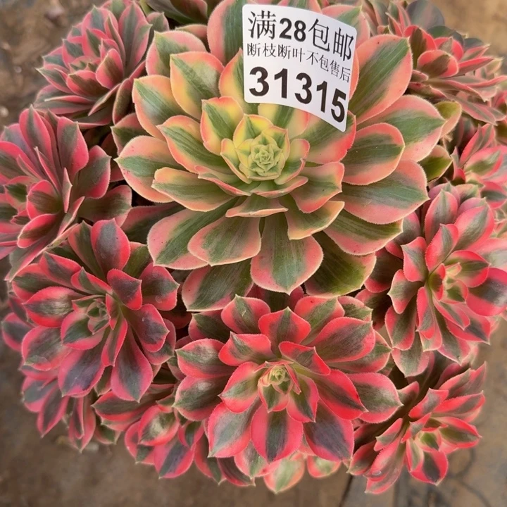 31315女妖多肉植物