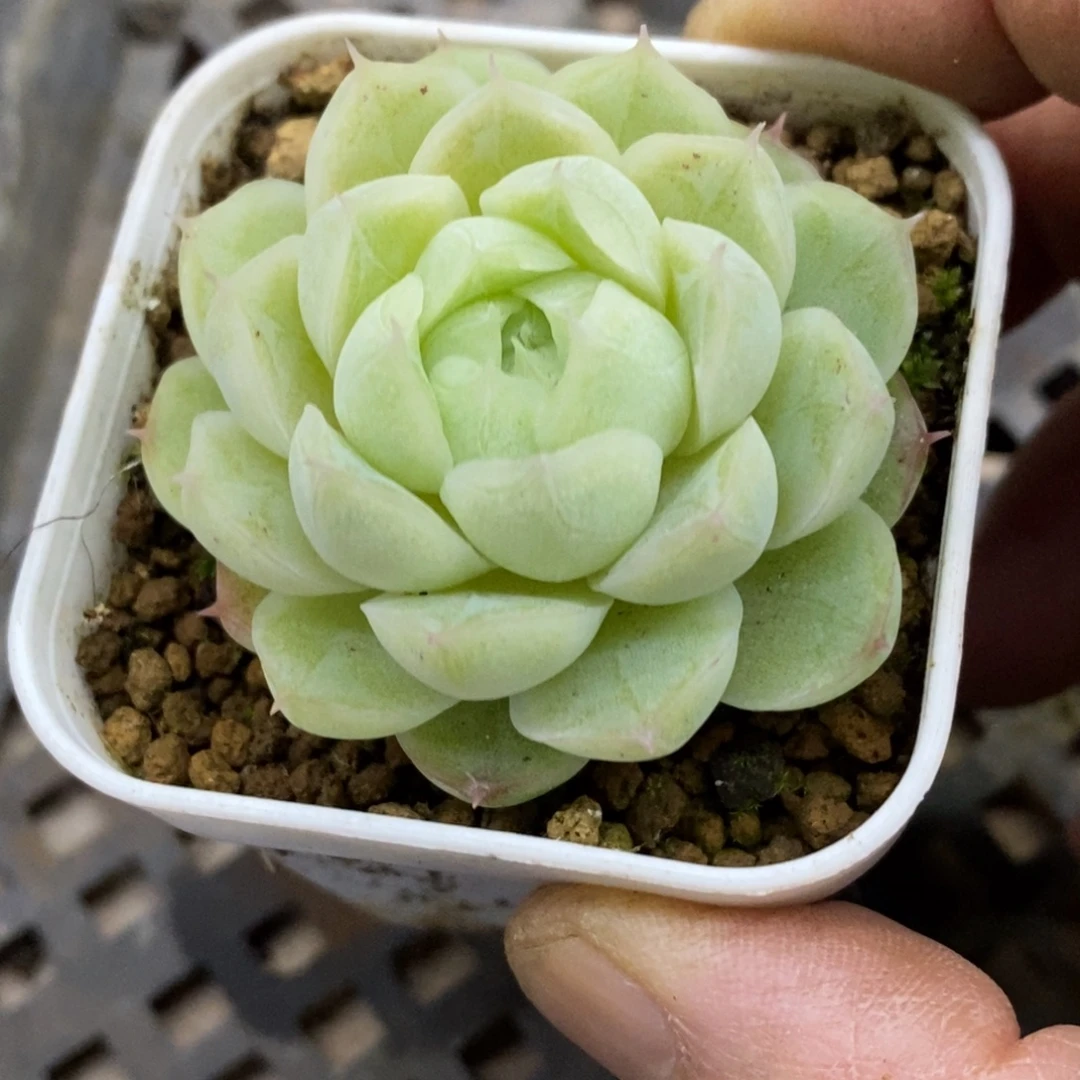 精品多肉一物一拍不包整267