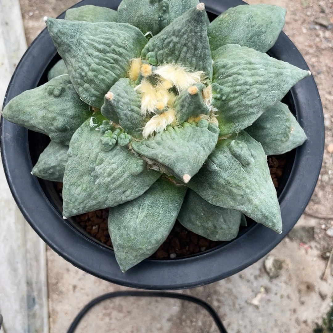 无花朵13.6cm自根外星怒岩牡丹