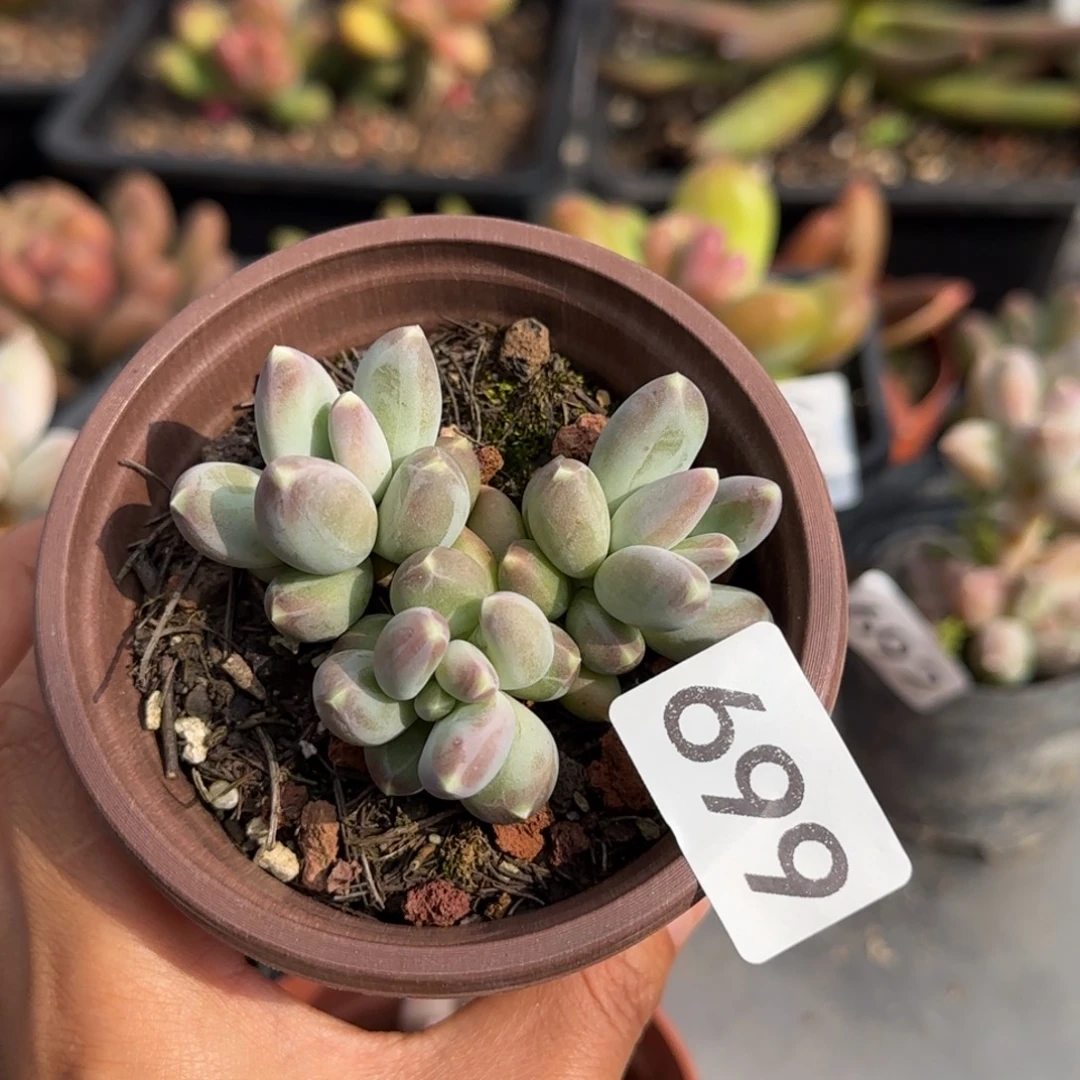 699号一物一拍一物一拍一物一拍