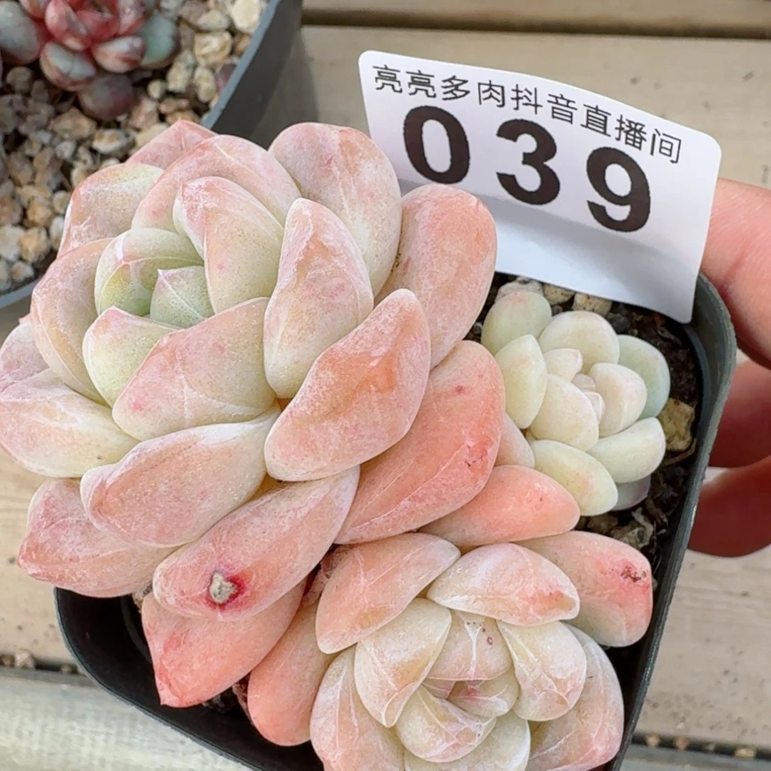 福利         精品多肉