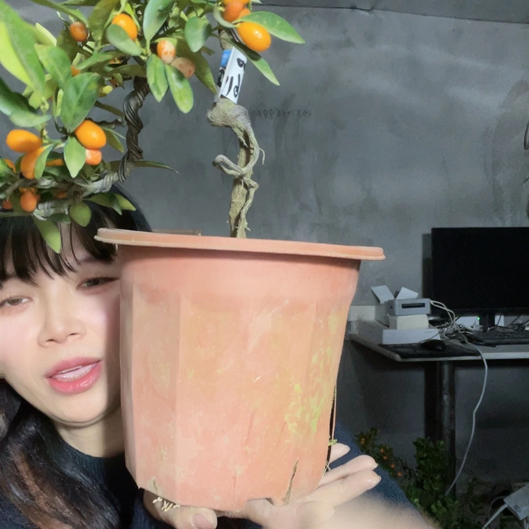 完全开放西*利栀子花香