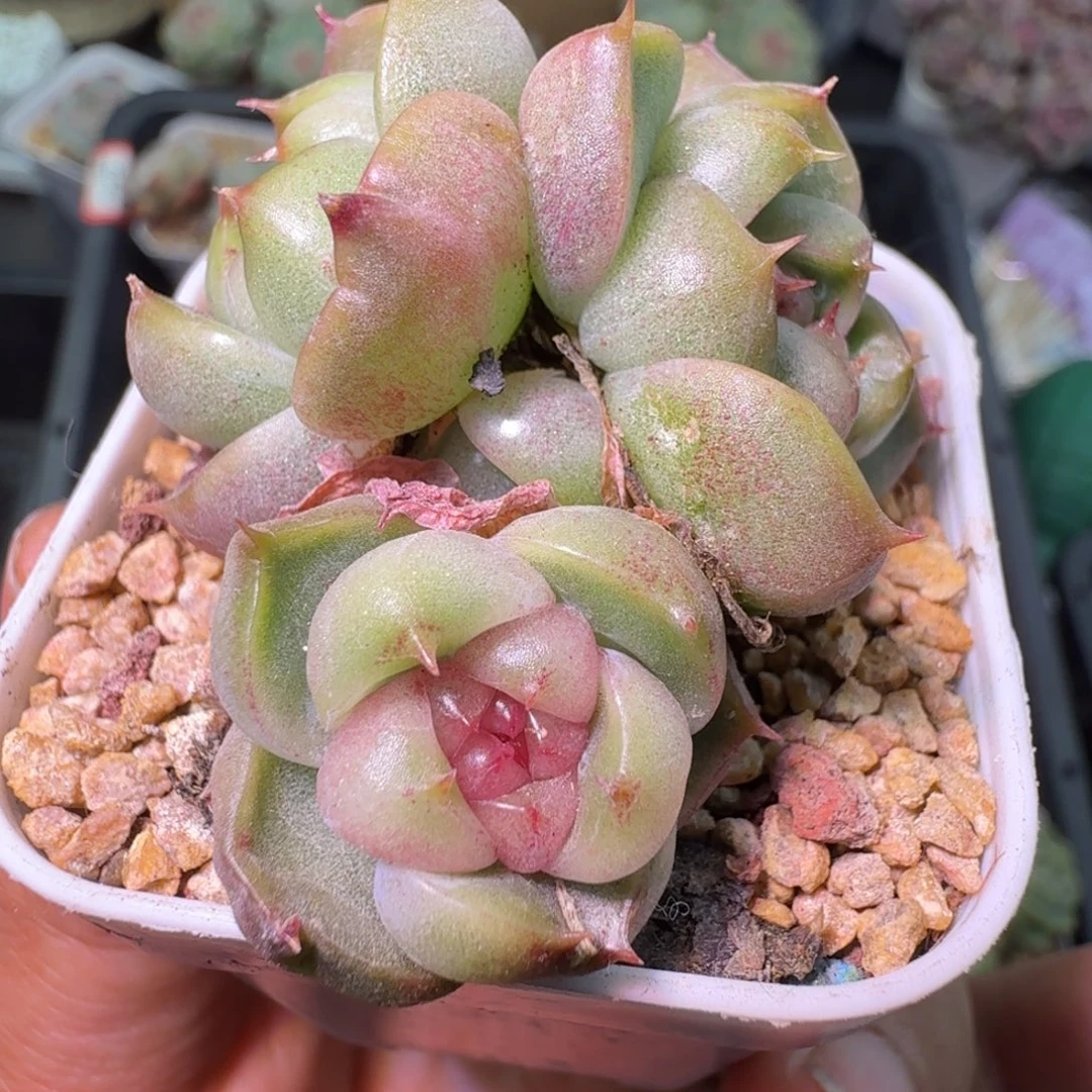 皮埃拉四头开播福利