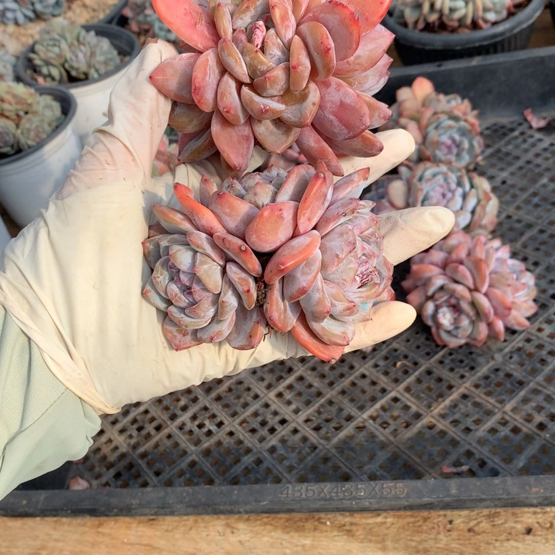 哈哈哈哈哈哈哈1