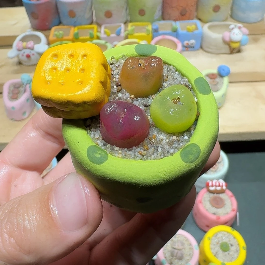 红陶蘑菇415毛汉尼