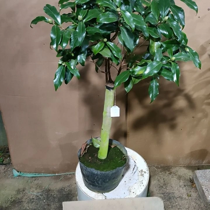 227黑龙，原盆原土发货，不包邮