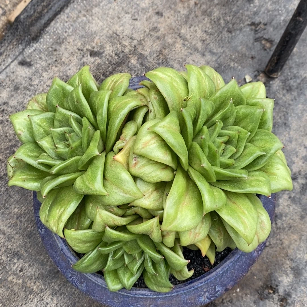 蔷薇玛利亚多肉植物盆栽